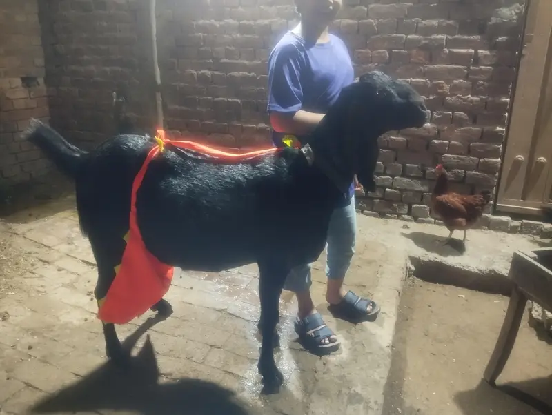 do betal goats for sale — photo 2