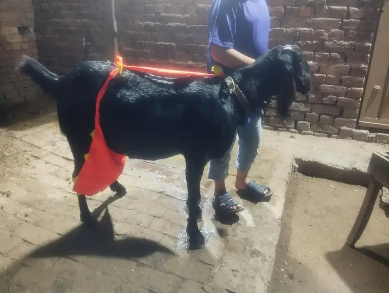 do betal goats for sale — photo 3