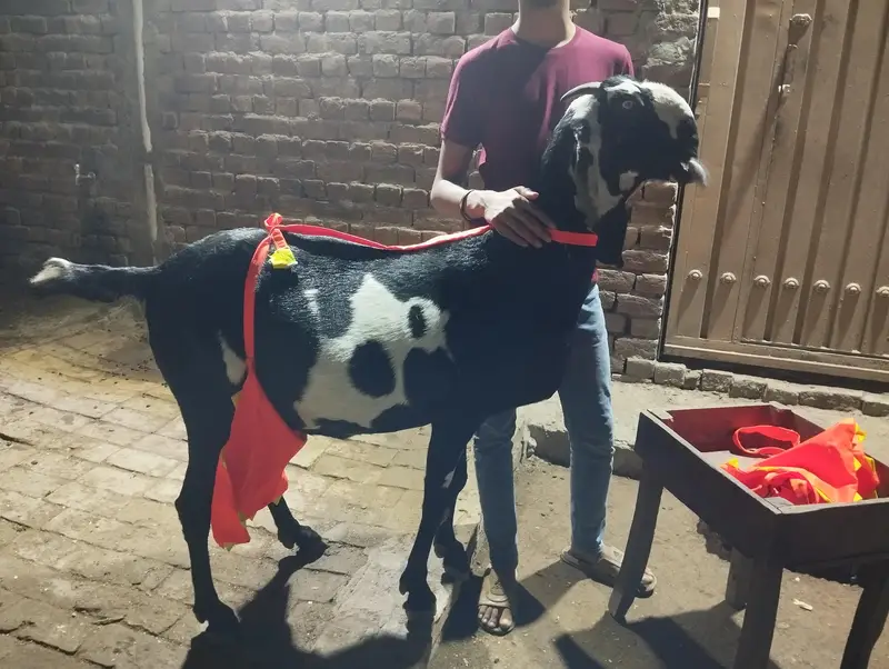 do betal goats for sale — photo 4