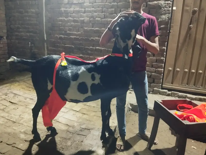 do betal goats for sale — photo 5