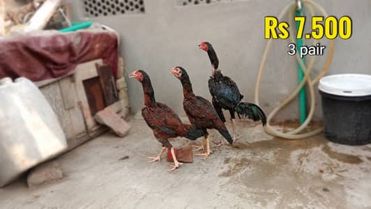 Pure Aseel 3 pair for Sale - Top Quality