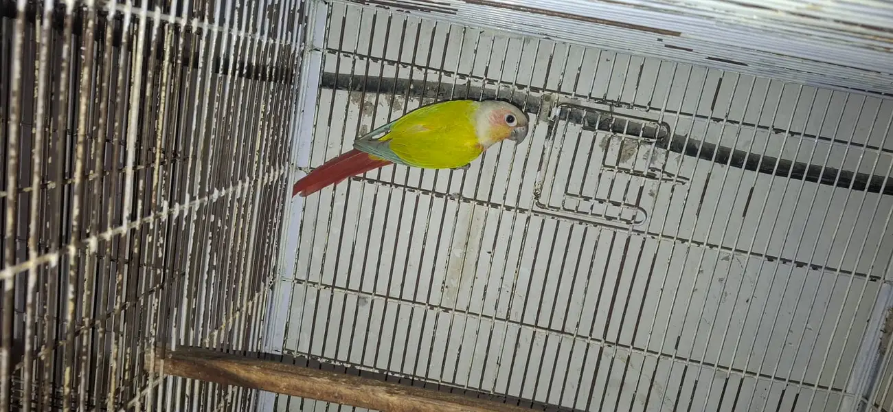 Conure and cocktail breader setup for sale. . . . — photo 3