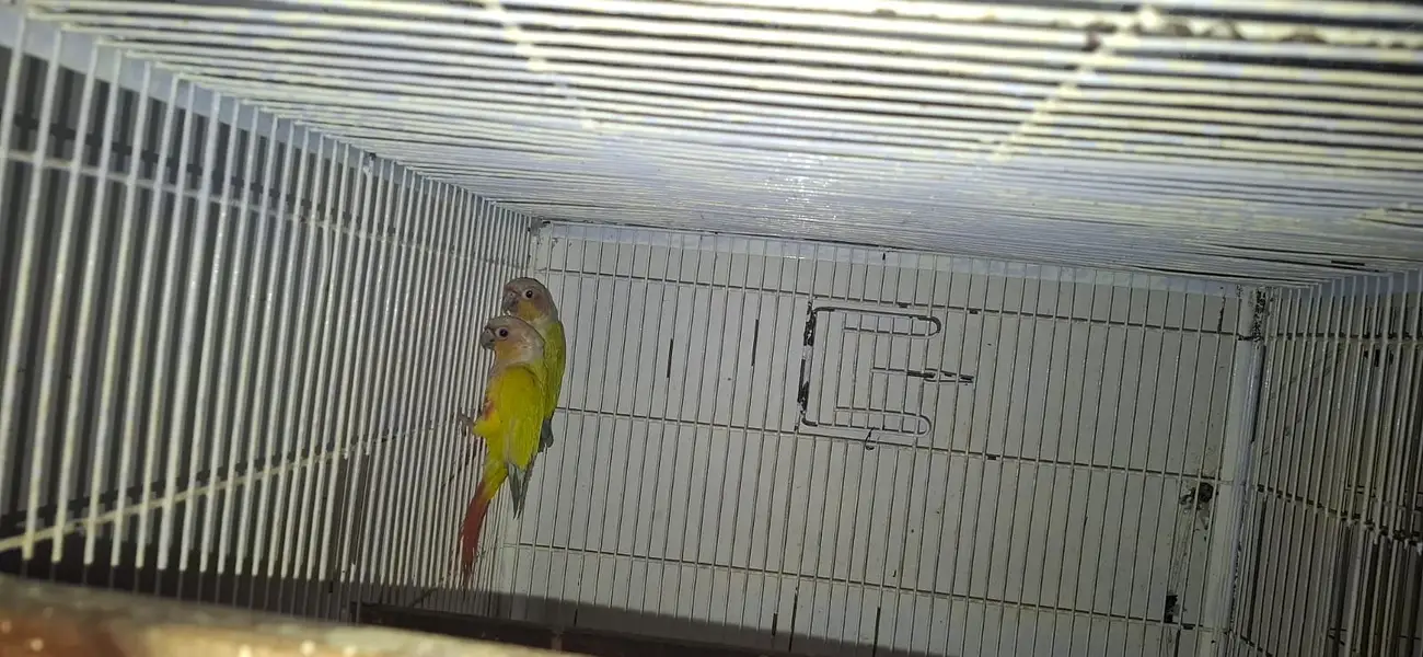 Conure and cocktail breader setup for sale. . . . — photo 4