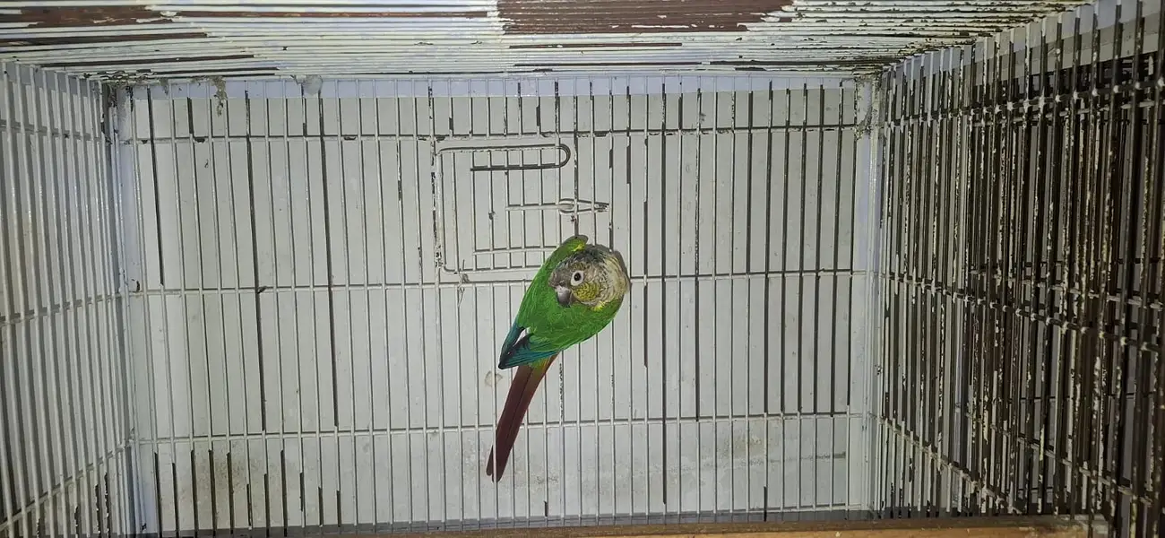 Conure and cocktail breader setup for sale. . . . — photo 5