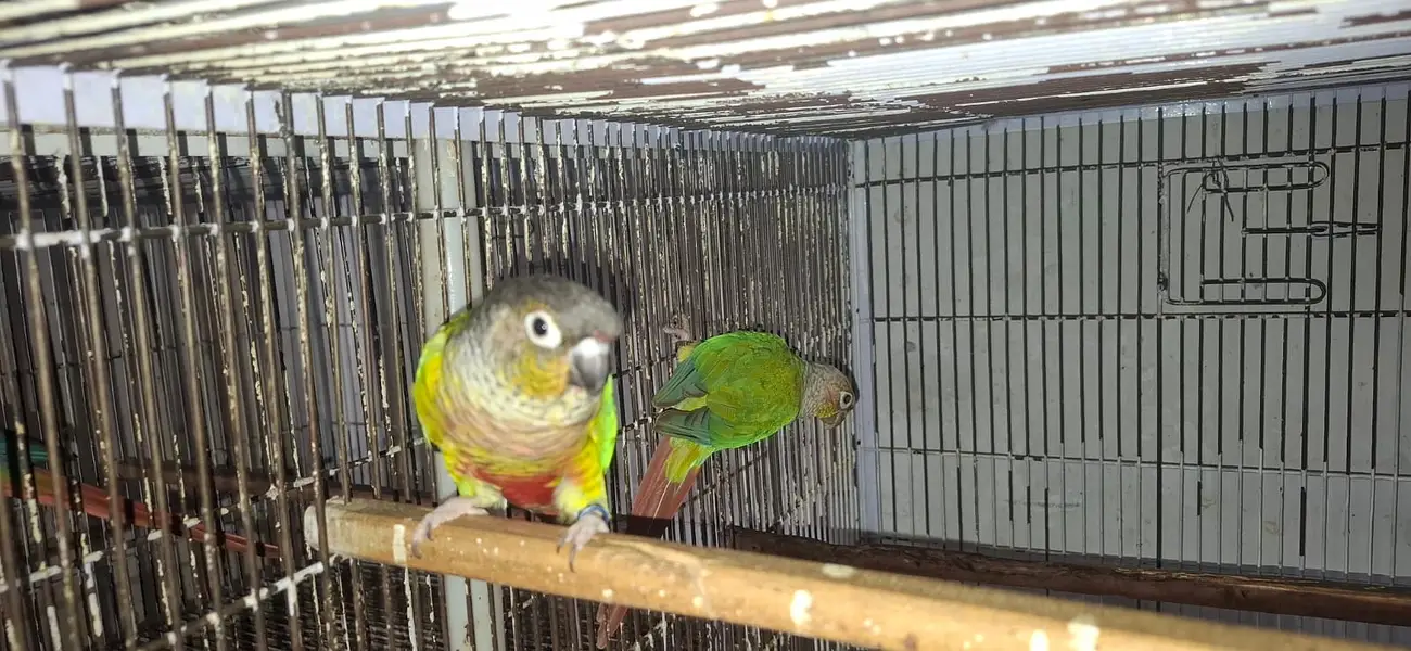 Conure and cocktail breader setup for sale. . . . — photo 6