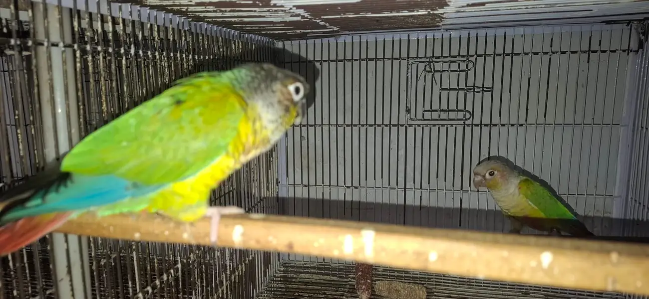 Conure and cocktail breader setup for sale. . . . — photo 7