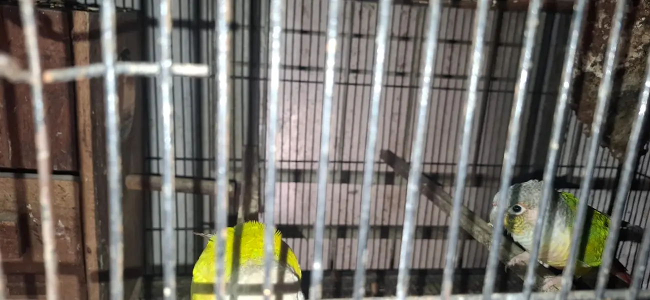 Conure and cocktail breader setup for sale. . . . — photo 8