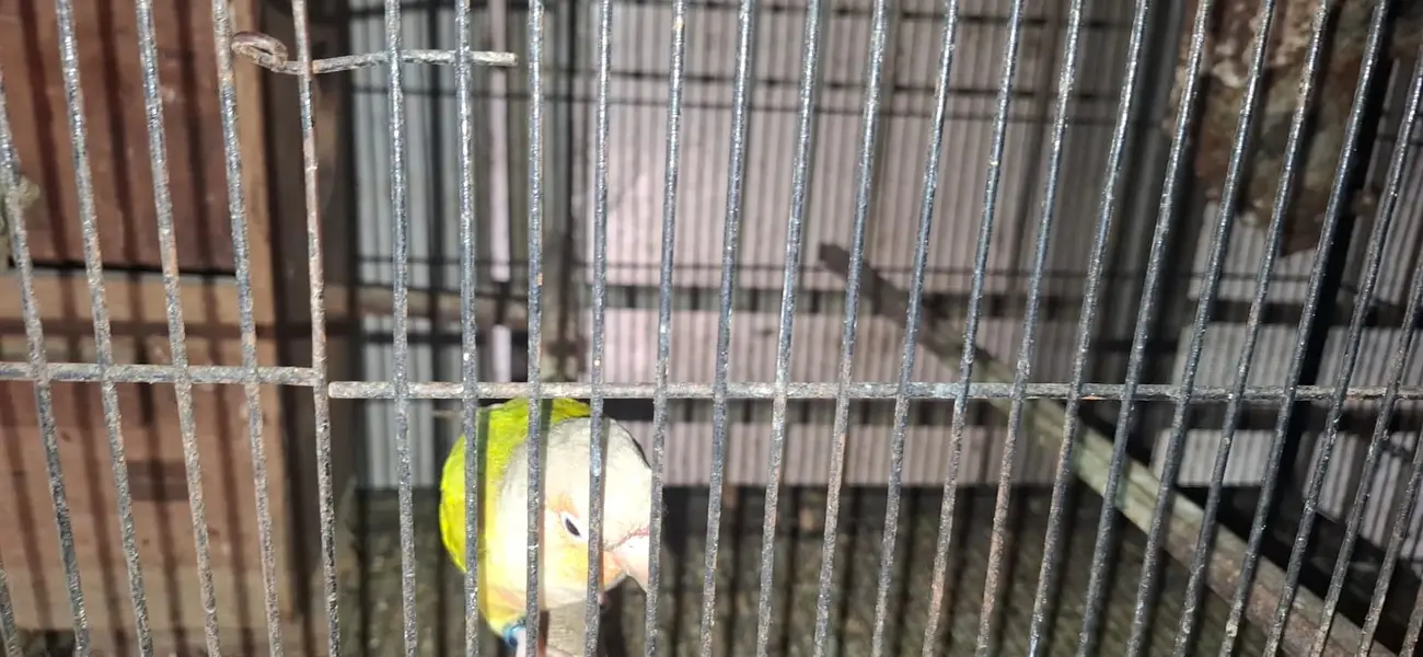 Conure and cocktail breader setup for sale. . . . — photo 9