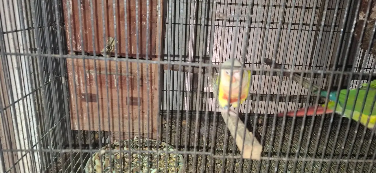 Conure and cocktail breader setup for sale. . . . — photo 10