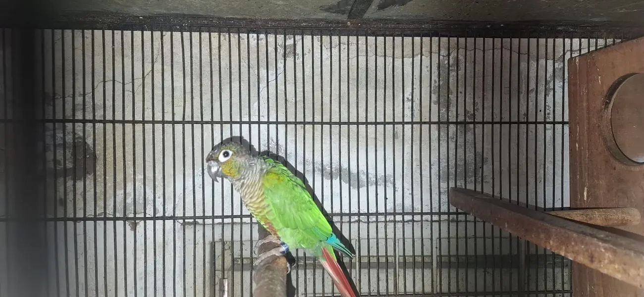 Conure and cocktail breader setup for sale. . . . — photo 11