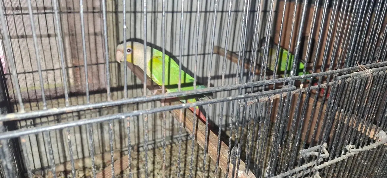 Conure and cocktail breader setup for sale. . . . — photo 12