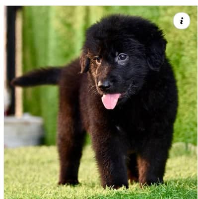 black German shephard long caot male