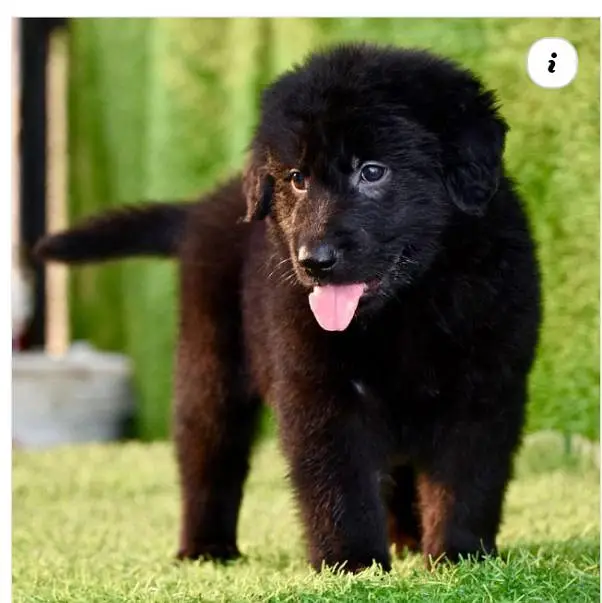 black German shephard long caot male
