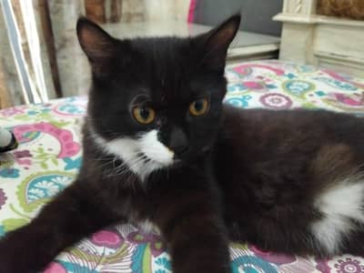 persian cat for sale 03320332553 whatap num