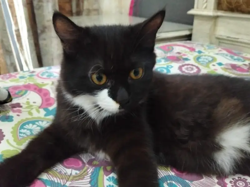 persian cat for sale 03320332553 whatap num