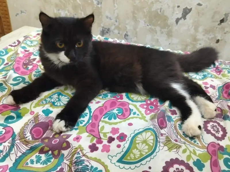 persian cat for sale 03320332553 whatap num — photo 2