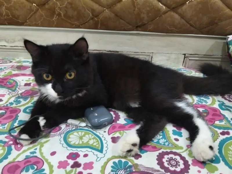 persian cat for sale 03320332553 whatap num — photo 3