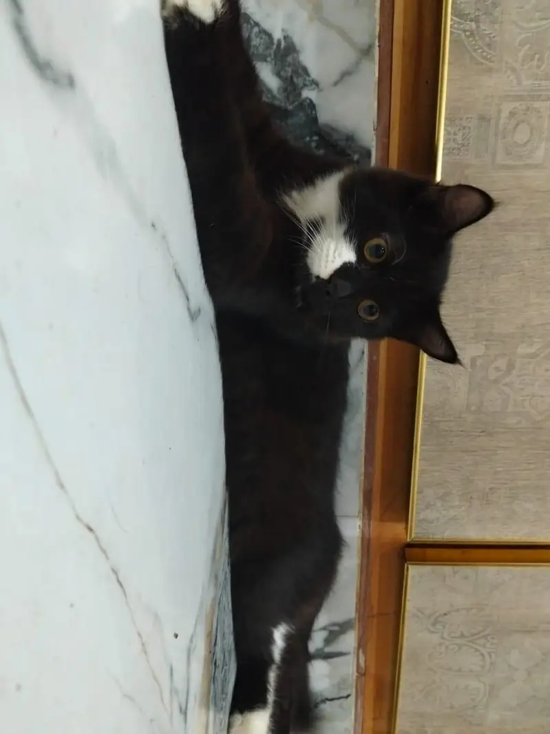 persian cat for sale 03320332553 whatap num — photo 4