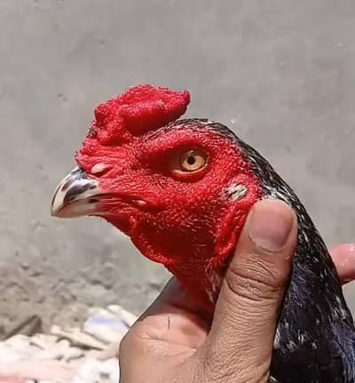 aseel patha for sale