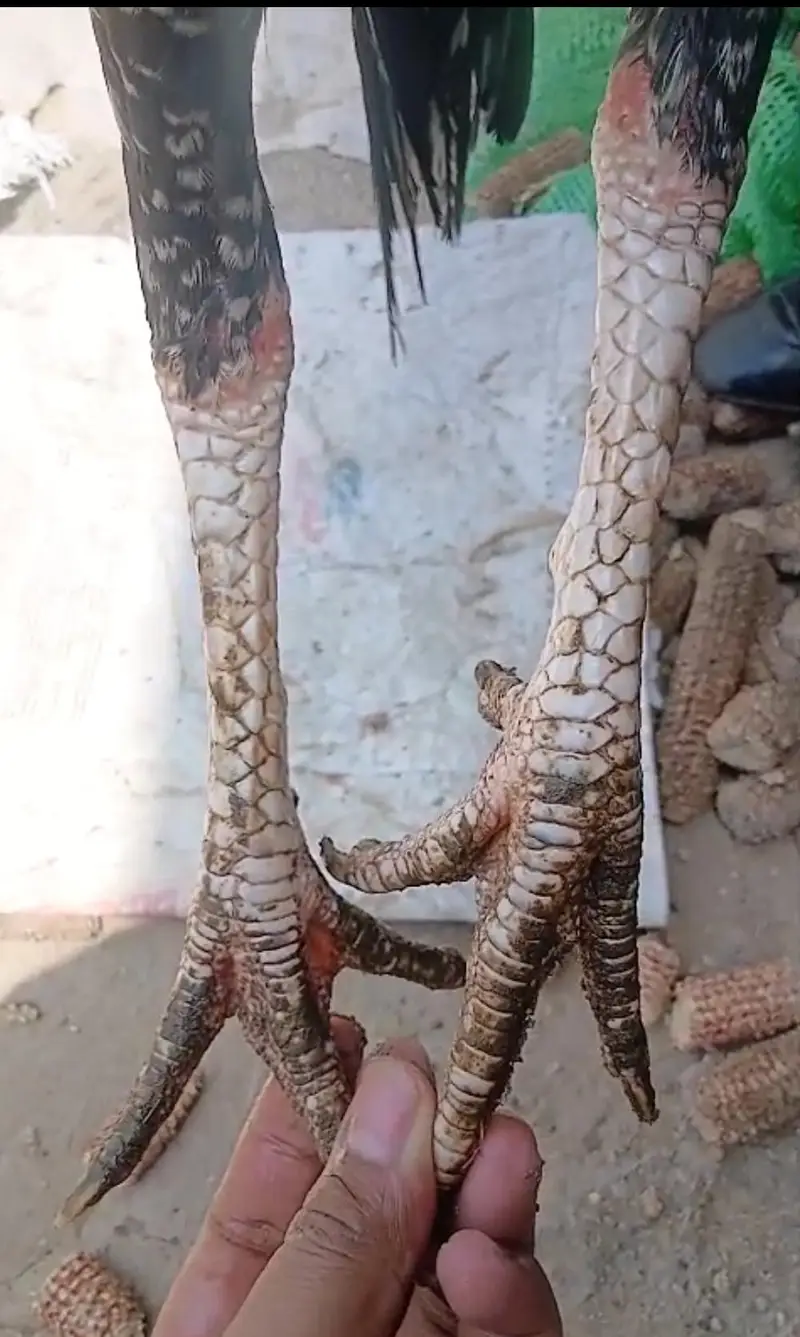 aseel patha for sale — photo 2
