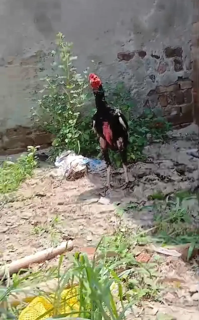 aseel patha for sale — photo 4