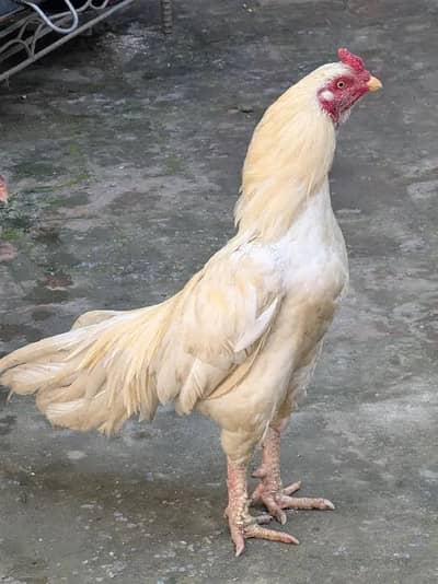 Mian wali Aseel Biird Jura