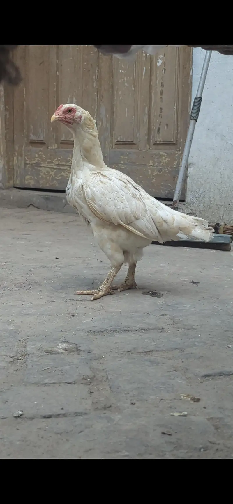 Mian wali Aseel Biird Jura — photo 2