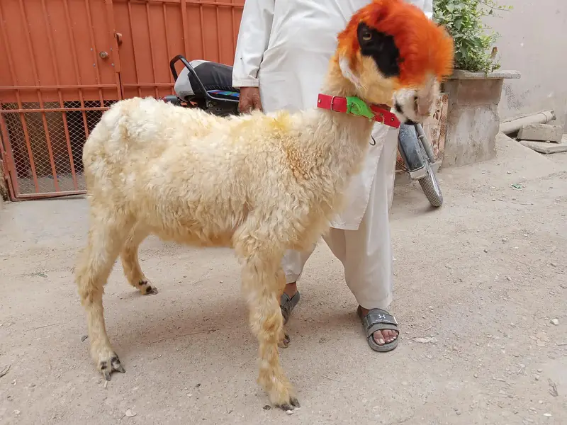 mundri dumbi