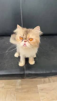 Pure peke CFA blood line calico breeder female