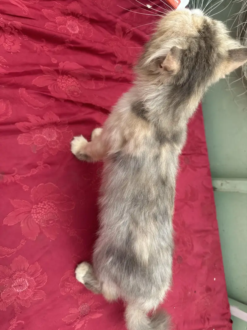 Pure peke CFA blood line calico breeder female — photo 2