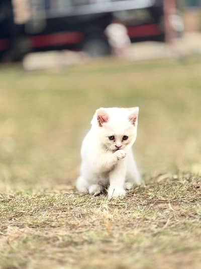 Persian Female Kitten for sale- Vaccinated