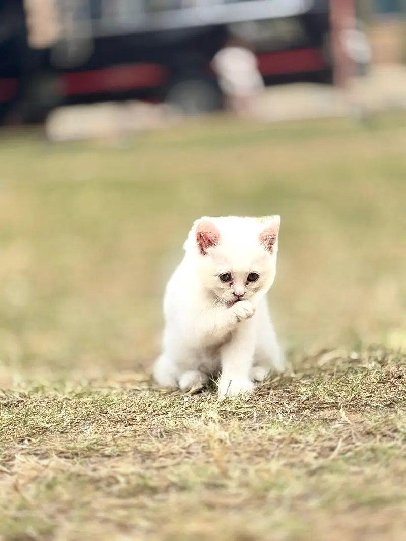 Persian Female Kitten for sale- Vaccinated