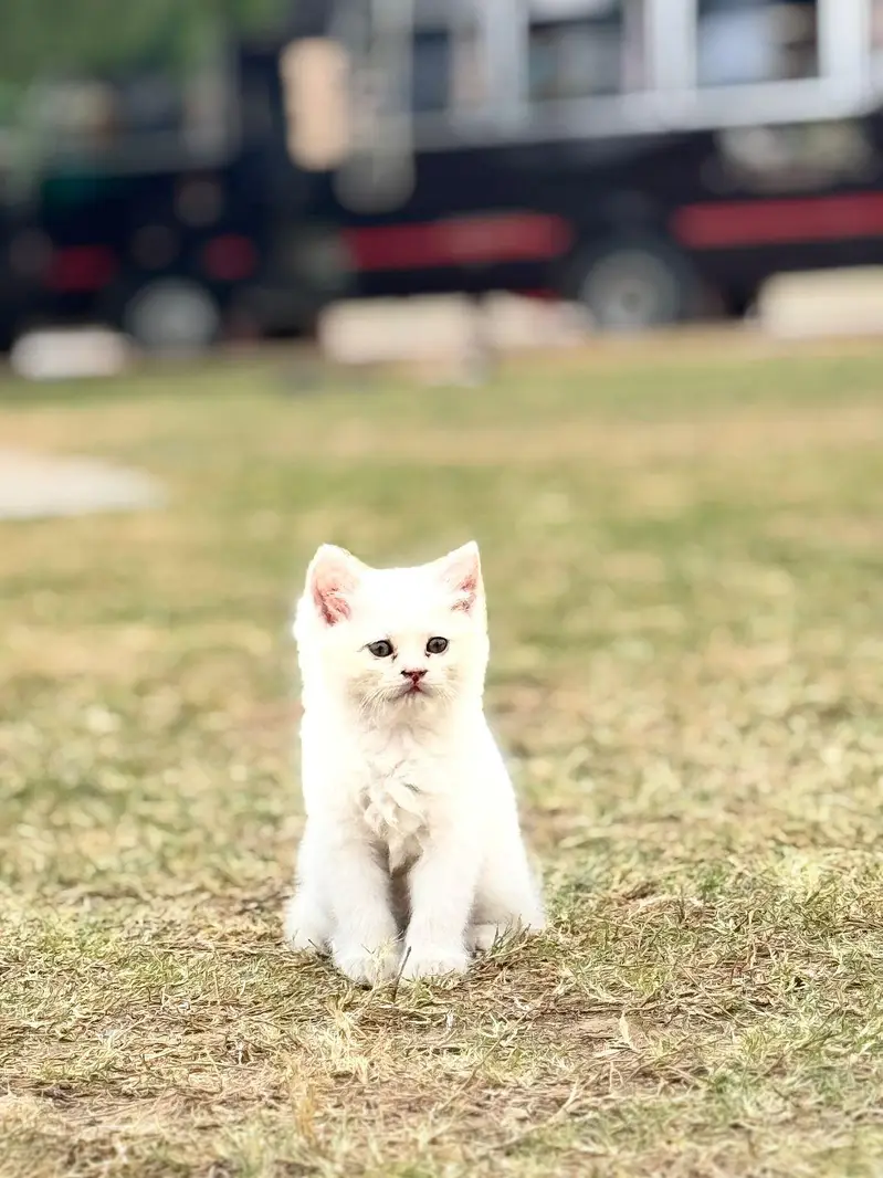 Persian Female Kitten for sale- Vaccinated — photo 2