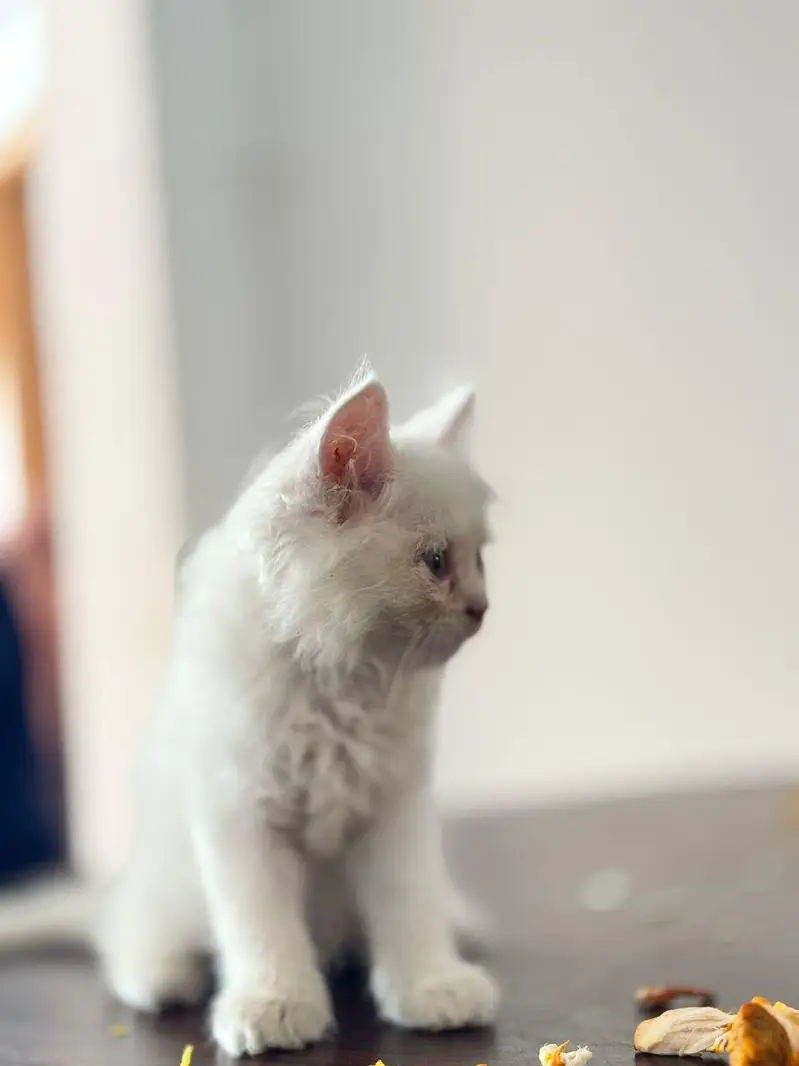 Persian Female Kitten for sale- Vaccinated — photo 3