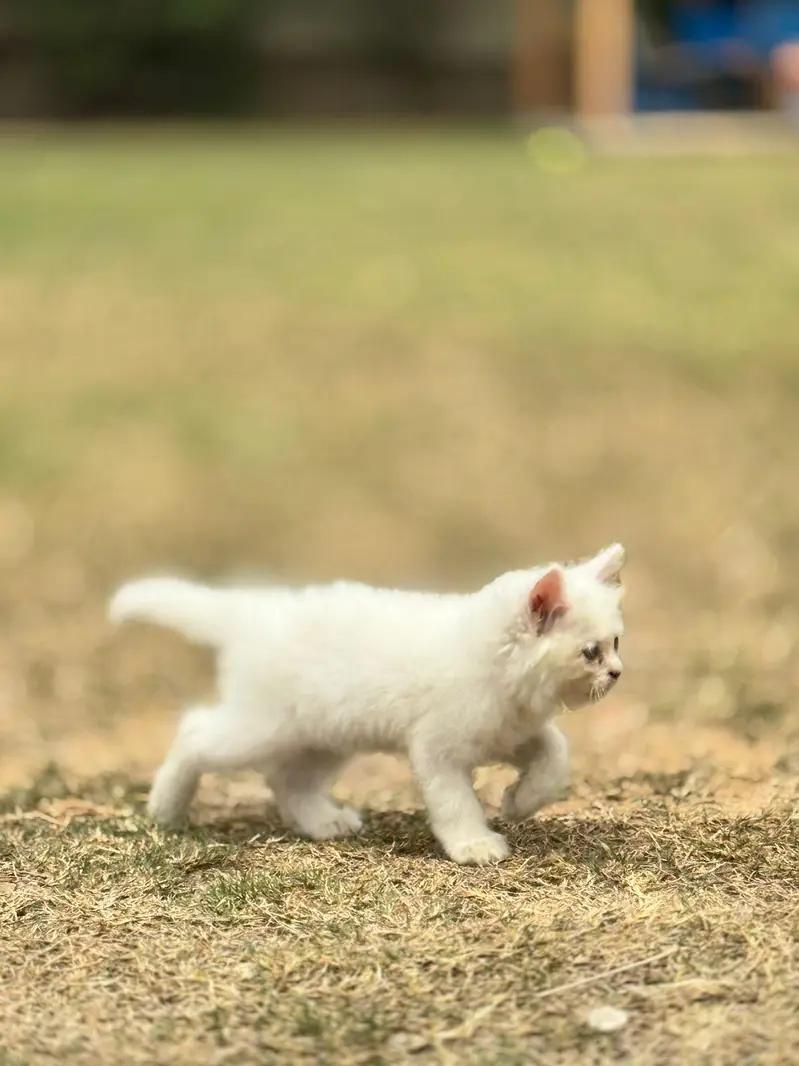 Persian Female Kitten for sale- Vaccinated — photo 4