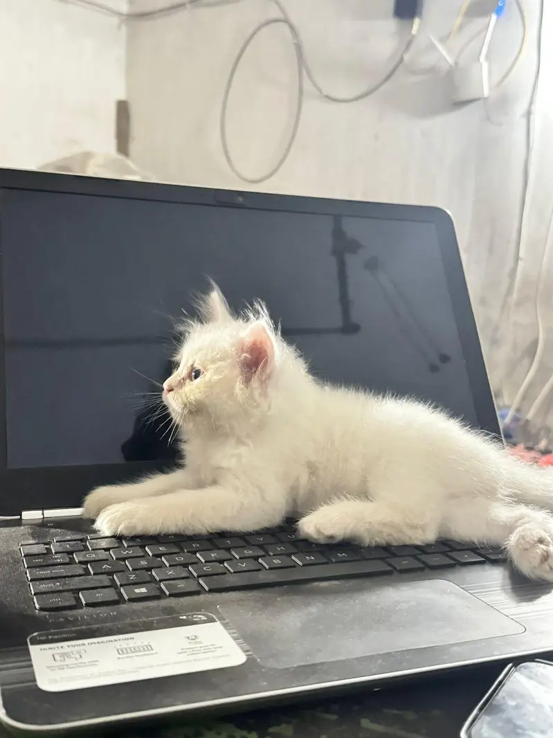 Persian Female Kitten for sale- Vaccinated — photo 5