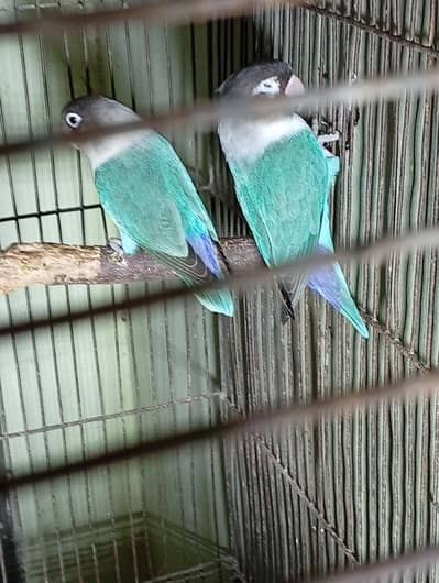 CUTE PAIR OF LOVEBIRDS IN REASONABLE PRICE!! BUY IT QUICKLY