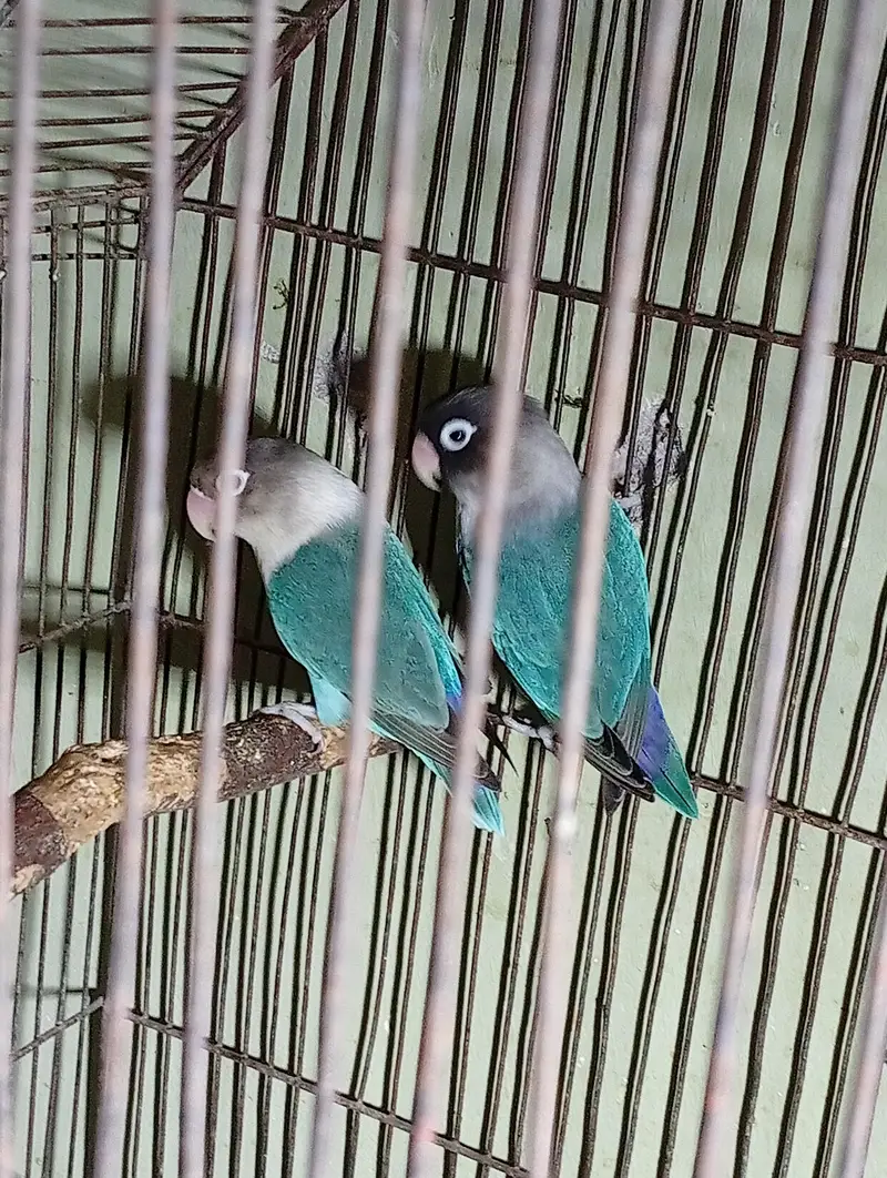 CUTE PAIR OF LOVEBIRDS IN REASONABLE PRICE!! BUY IT QUICKLY — photo 2