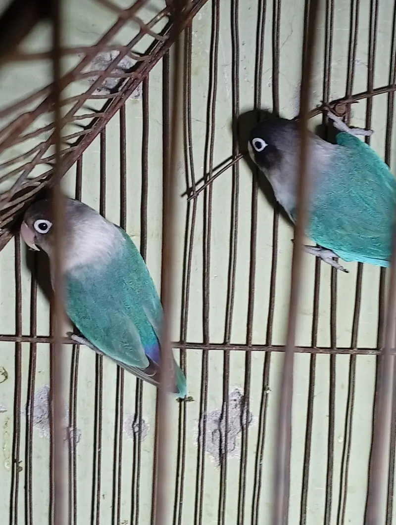 CUTE PAIR OF LOVEBIRDS IN REASONABLE PRICE!! BUY IT QUICKLY — photo 3