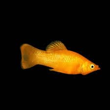Molly fish