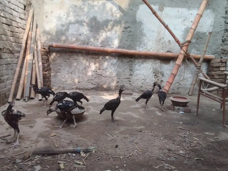 Thai cross Aseel chicks — photo 2