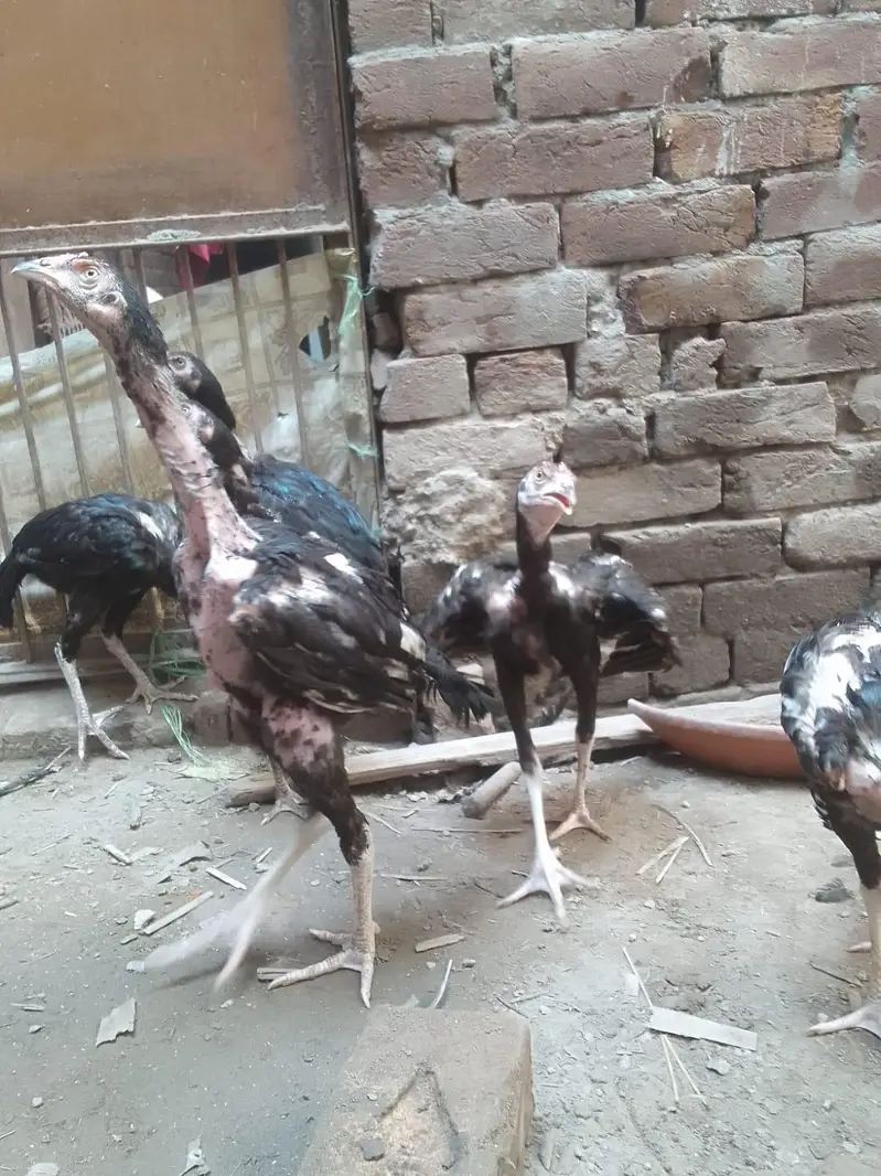 Thai cross Aseel chicks — photo 3