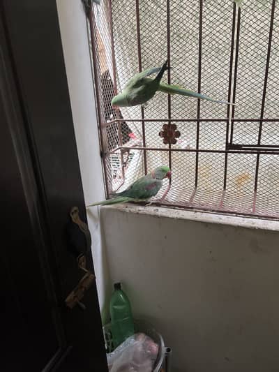 Raw parrot active and healthy