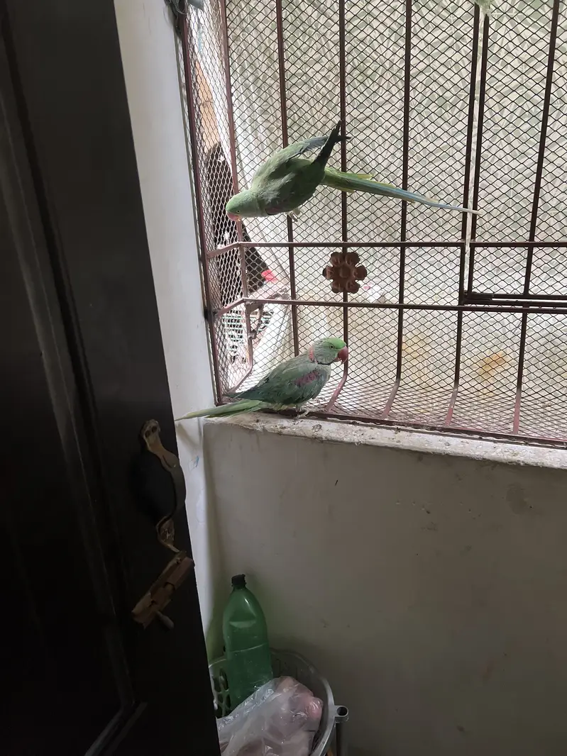 Raw parrot active and healthy