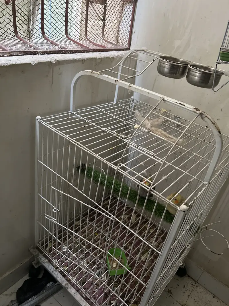 Raw parrot active and healthy — photo 2