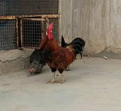 Desi murga murgi trio