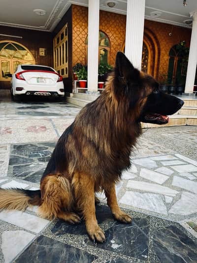 Gsd long coat females