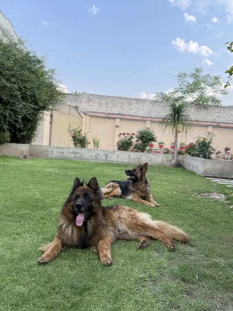 Gsd long coat females — photo 2