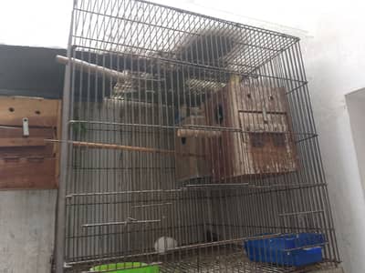 Love birds with cage