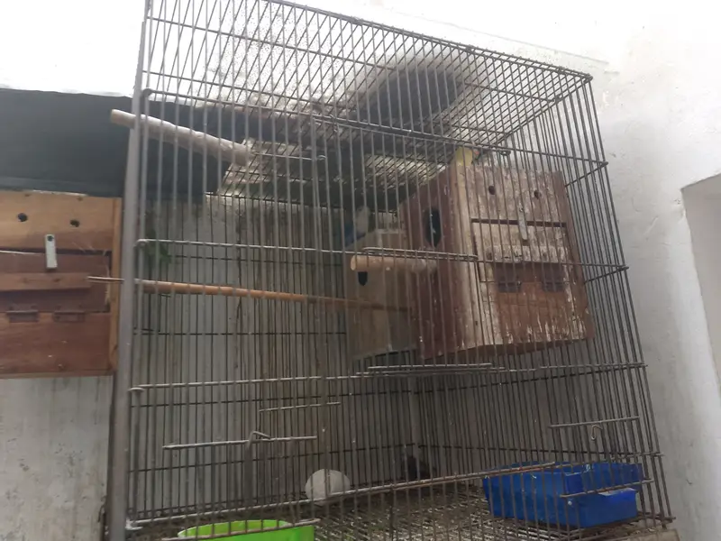Love birds with cage